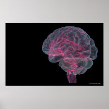 Rear view of the human brain posters