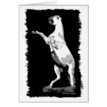 Rearing Andalusian Stallion Cards