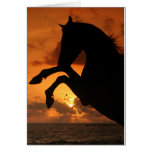 Rearing in the Sunset Cards
