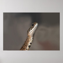 Rearing To Go Posters