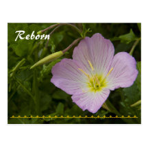 Reborn Postcards