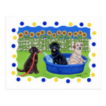 Réception au bord de la piscine drôle Labradors Carte Postale
