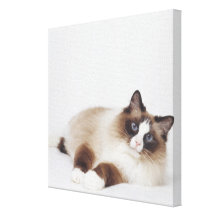 Reclining Cat Canvas Print