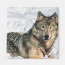 Reclining Wolf Magnet