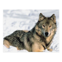 Reclining Wolf Postcard