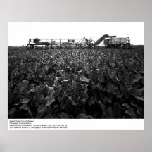 Récolte de brocoli de vallée de salines par Ansel  Posters
