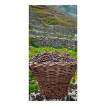 Récolte de raisin carte avec photo