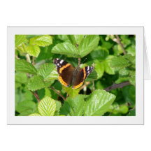 Red Admiral Butterfly Cards