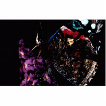 Red admiral butterfly, Claygate, Surrey, England Acrylic Cut Outs
