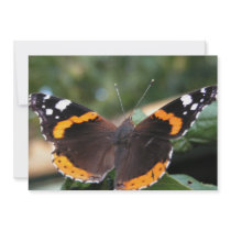 Red Admiral Butterfly Invitation