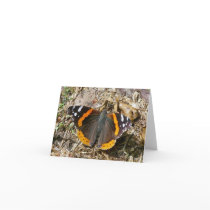 Red Admiral Butterfly Note Card