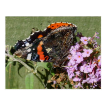 Red Admiral butterfly on Buddleia Postcard