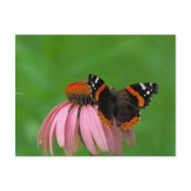 Red Admiral Butterfly on Purple Cone Flower Post Card