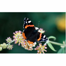 Red admiral butterfly photo cut outs