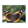 Red Admiral Butterfly Postcard