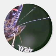 Red  Admiral Butterfly Refrigerator Magnets