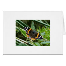 Red Admiral on Stinging Nettle Card