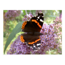 Red Admiral Postcard