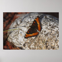 Red Admiral Poster