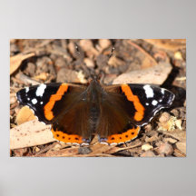 Red Admiral Print