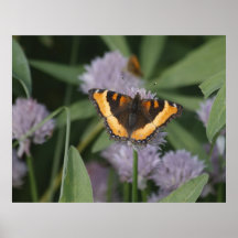 Red Admiral Print