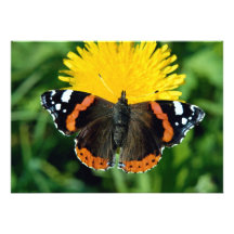 Red admiral, Vanessa atalanta Announcement