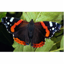 Red admiral, Vanessa atalanta, Cowbridge, U.K. Photo Cut Out