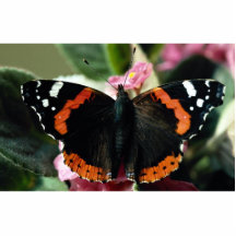 Red admiral, Vanessa atalanta Cut Out