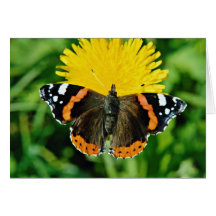 Red admiral, Vanessa atalanta  flowers Card
