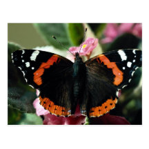 Red admiral, Vanessa atalanta Postcards