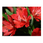 Red Alstroemeria Flower Postcard