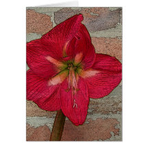 Red Amaryllis Greeting Card