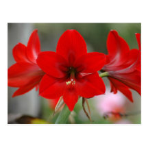 Red Amaryllis Postcard