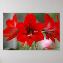 Red Amaryllis Poster