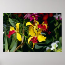 Red Amberworth (Laeliocattelaya) flowers Posters