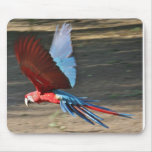 Red-and-Blue Macaw in flight Mouse Pads