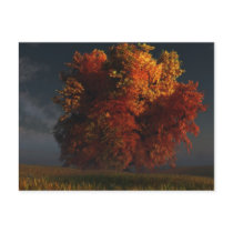 Red and Gold Postcard