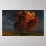 Red and Gold Poster