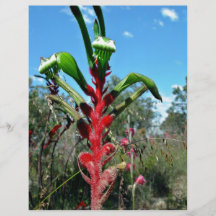 Red and green kangaroo paw flower full color flyer