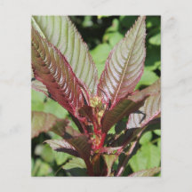 Red and Green Leafy Plant. Flyer