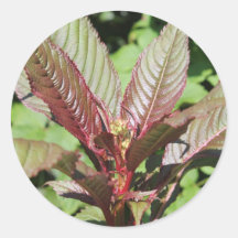 Red and Green Leafy Plant. Round Stickers