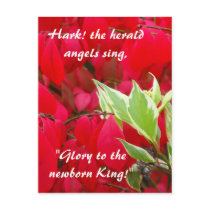 Red and Green Leaves Postcard