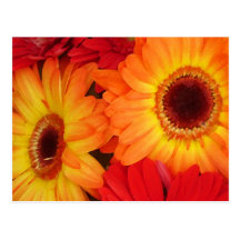 Red And Orange Daisies Post Cards