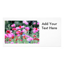 Red and Pink Poppies Photo Cards