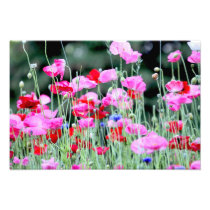 Red and Pink Poppies Photo Print