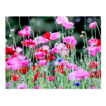 Red and Pink Poppies Post Card