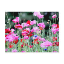 Red and Pink Poppies Post Card