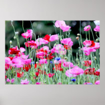 Red and Pink Poppies Print