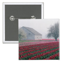 Red and pink tulips greet the day on a misty