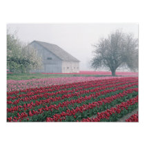 Red and pink tulips greet the day on a misty